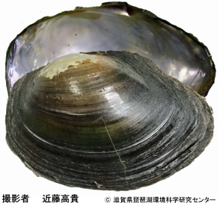 マルドブガイ