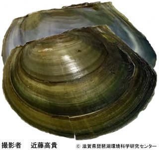 ヌマガイ