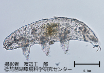 クマムシの1種