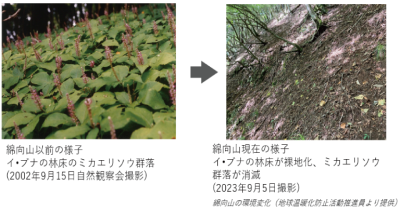 図1-2　森林生態系の定点観測写真