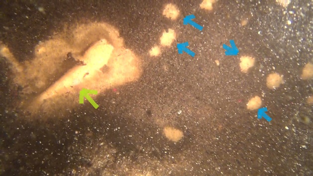 貧酸素で死亡したイサザ（黄緑矢印）とアナンデールヨコエビ（青矢印）